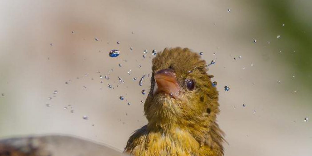 29737659_982228021985579_3844897690232029184_n